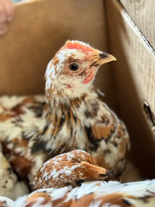 SWEDISH FLOWER HEN PULLETS