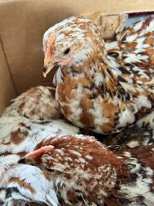 SWEDISH FLOWER HEN PULLETS - Photo 2