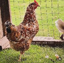SWEDISH FLOWER HEN PULLETS - Photo 4