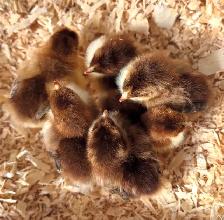 SWEDISH FLOWER HEN PULLETS - Photo 5