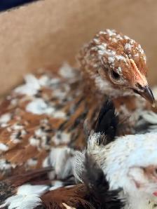 SWEDISH FLOWER HEN PULLETS - Photo 6