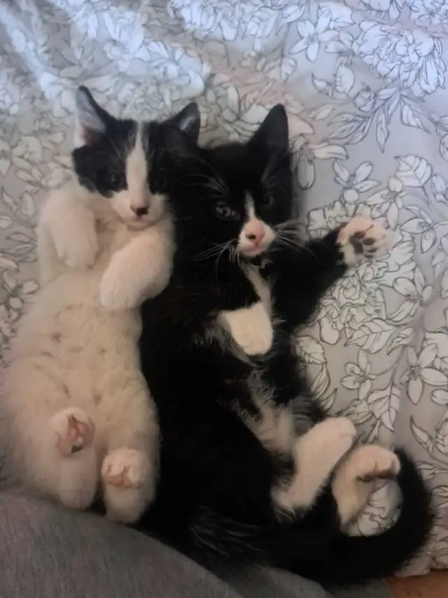 Looking forever homes for kittens