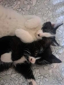 Looking forever homes for kittens - Photo 2