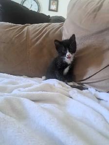Looking forever homes for kittens - Photo 4
