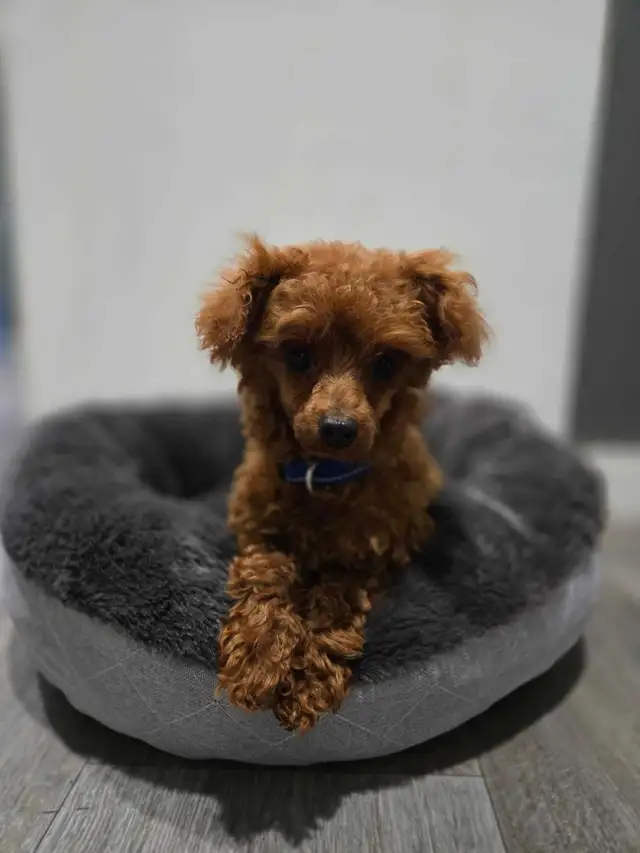Teacup red male poodle