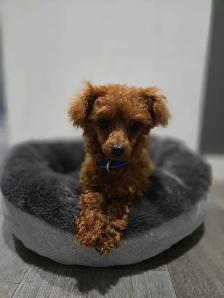 Teacup red male poodle