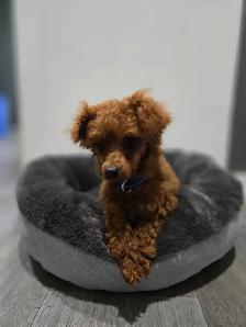 Teacup red male poodle - Photo 2