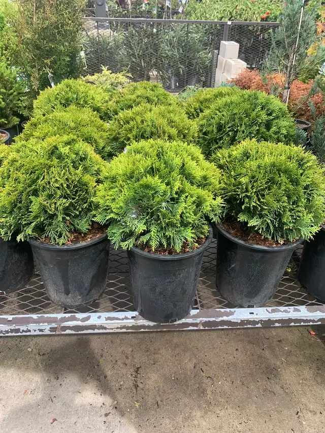 SHRUBS $60 INSTALLATION INCLUDED!