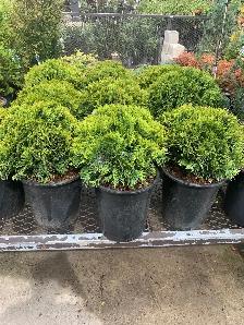 SHRUBS $60 INSTALLATION INCLUDED!