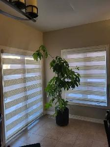window covering - Photo 5