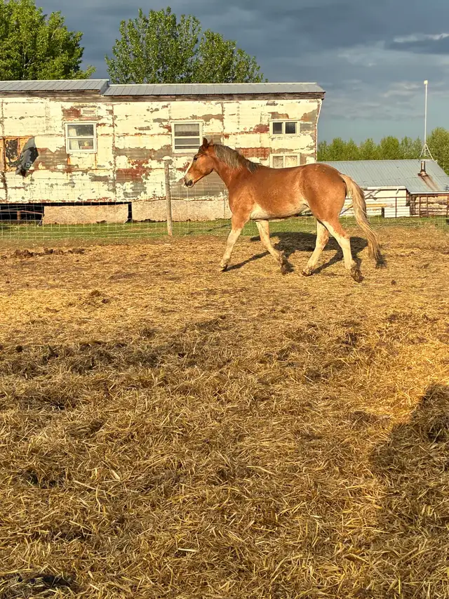 2 year old halflinger cross gelding