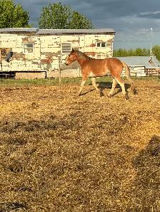 2 year old halflinger cross gelding