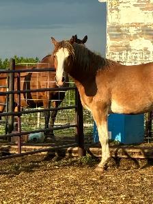 2 year old halflinger cross gelding - Photo 2
