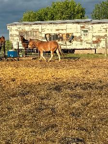 2 year old halflinger cross gelding - Photo 3