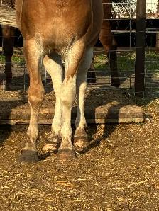 2 year old halflinger cross gelding - Photo 4