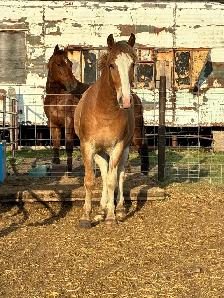 2 year old halflinger cross gelding - Photo 5