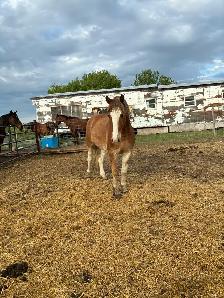 2 year old halflinger cross gelding - Photo 6