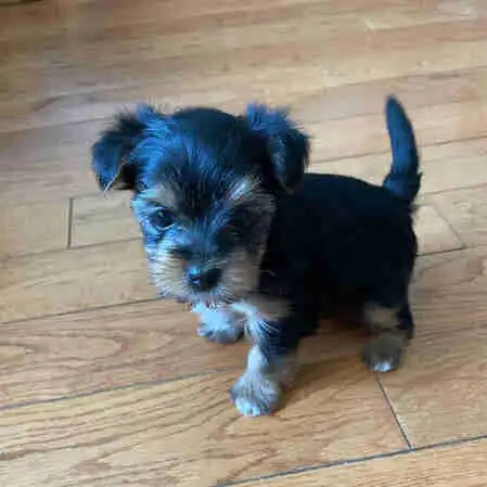 Female Yorkie