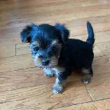 Female Yorkie