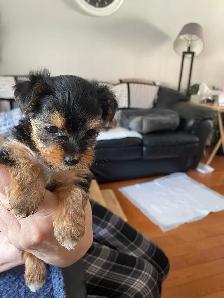 Female Yorkie - Photo 2