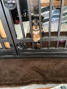 Female Yorkie - Photo 3