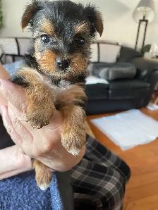 Female Yorkie - Photo 4