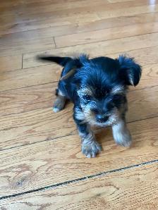 Female Yorkie - Photo 5