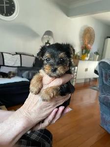 Female Yorkie - Photo 6