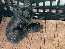 Female Yorkie - Photo 7