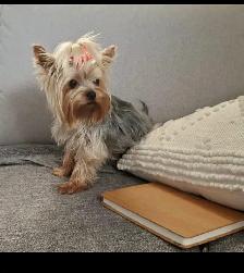 Female Yorkie - Photo 8