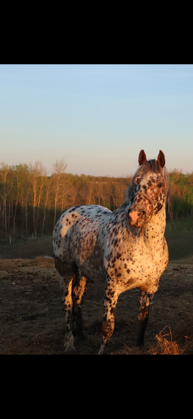 Appaloosa x Percheron Stud Free