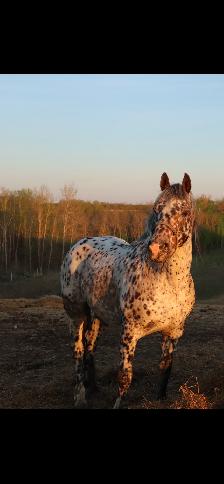 Appaloosa x Percheron Stud Free