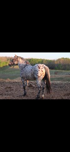 Appaloosa x Percheron Stud Free - Photo 2