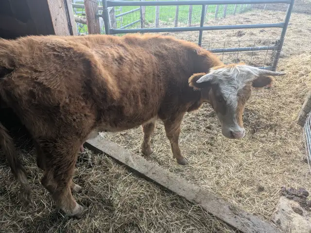 Milk cow with steer calf