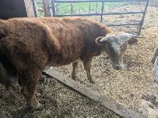 Milk cow with steer calf