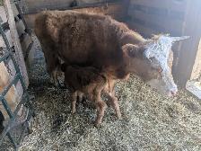 Milk cow with steer calf - Photo 2