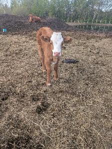 Milk cow with steer calf - Photo 3