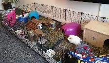 Small Animals Pet Boarding & Pet Sitting - Vet Tech - Photo 2