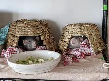 Small Animals Pet Boarding & Pet Sitting - Vet Tech - Photo 4