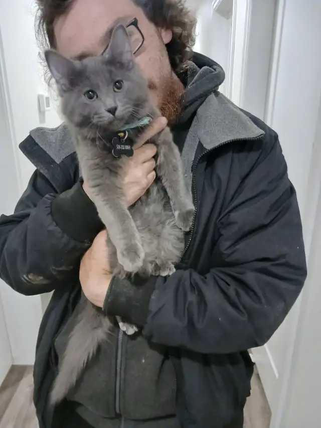 Adopt Slate the kitten (under a year)