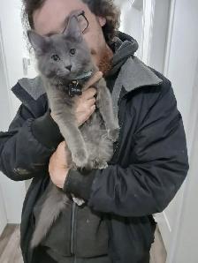Adopt Slate the kitten (under a year)