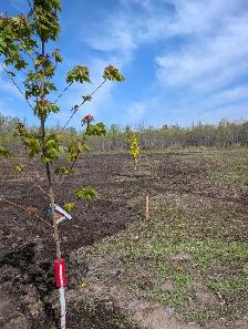 2 Acre Property Ready To Build - Photo 4