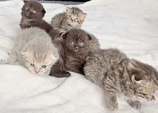 Purebred Scottish Fold Kittens - Photo 4