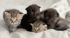 Purebred Scottish Fold Kittens - Photo 6
