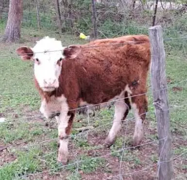 Herferd Angus cross heifers