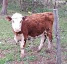 Herferd Angus cross heifers
