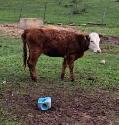 Herferd Angus cross heifers - Photo 2