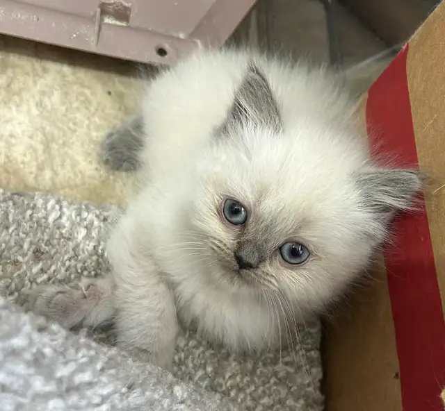 Chaton himalayen femelle Bleu Point