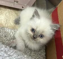 Chaton himalayen femelle Bleu Point