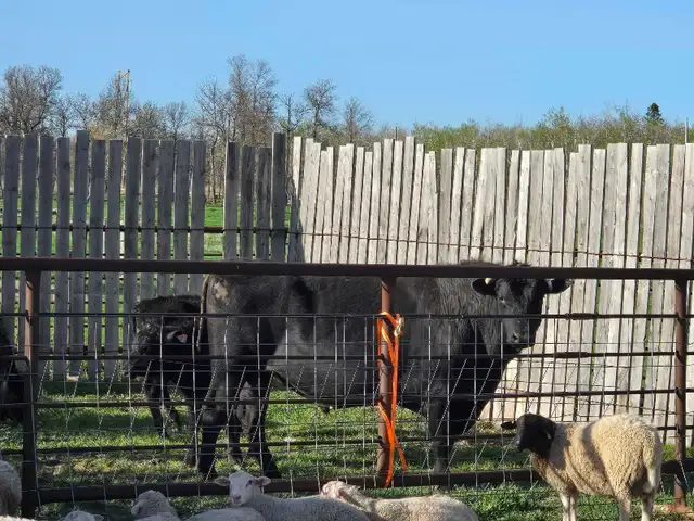 Black bull